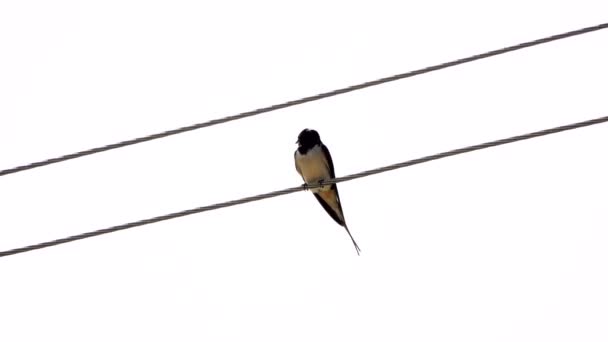 Swallow Singing White Background Sound — Stock Video