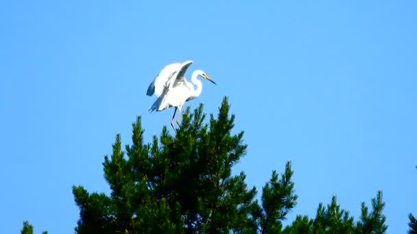 白色苍鹭在蓝色背景 — 图库视频影像