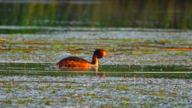 gölde büyük ördek. Ses