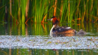 büyük ördek ve ördek yavrusu göl kenarında. Ses