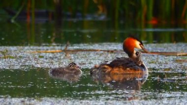 büyük ördek ve ördek yavrusu göl kenarında. Ses