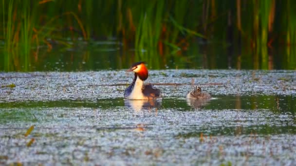 Ente Und Entlein Auf Dem See Klang — Stockvideo