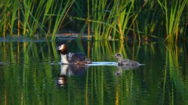 büyük ördek ve ördek yavrusu göl kenarında. Ses