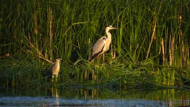 Grå Häger Och Svart Crowned Night Heronon Flodbank Ljud — Stockvideo