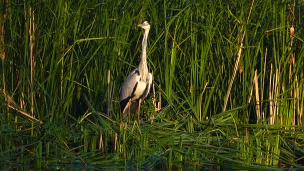 Gray Heron Aan Rivieroever Geluid — Stockvideo