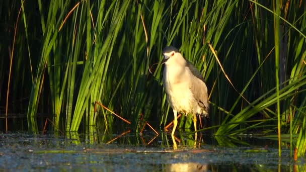 Garza Negra Nycticorax Nycticorax Busca Peces Sonido — Vídeos de Stock