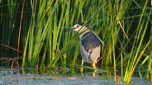 Черноголовка Ночной Цапли Nycticorax Nycticorax Охоте Поисках Рыбы Звук — стоковое видео