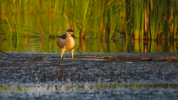 Μαύρο Στεφθεί Νύχτα Heron Nycticorax Nycticorax Σχετικά Κυνήγι Στην Αναζήτηση — Αρχείο Βίντεο