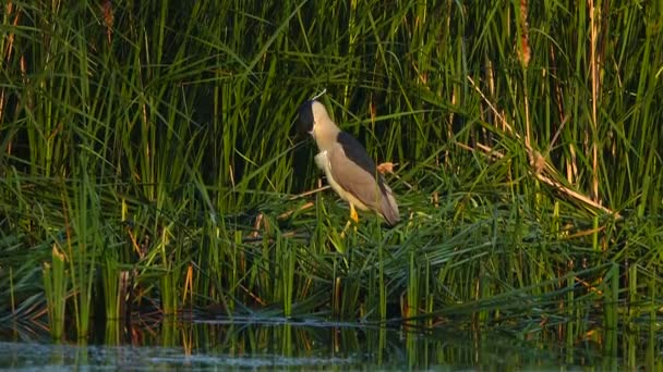 Garza Negra Nycticorax Nycticorax Busca Peces Sonido — Vídeo de stock