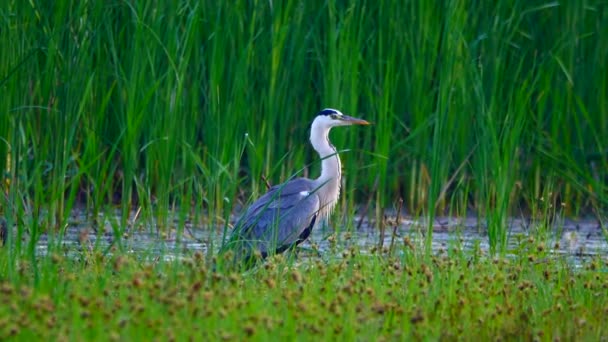 Héron Gris Sur Rive Rivière Son — Video