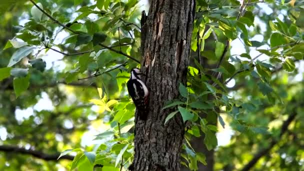 大きい斑点を付けられたキツツキは木の幹に腰掛け — ストック動画