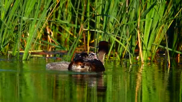 Gran Pato Patito Lago Sonido — Vídeo de stock