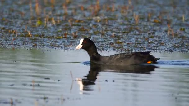 Euraziatische Meerkoet Het Meer Geluid — Stockvideo