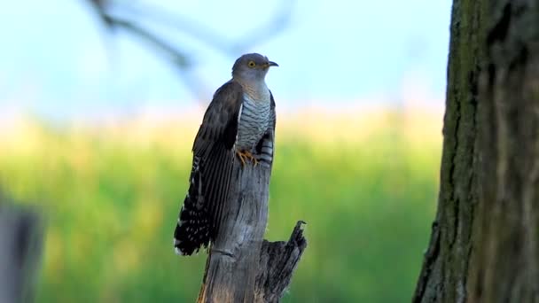 Coucou Commun Cuculus Canorus Son — Video