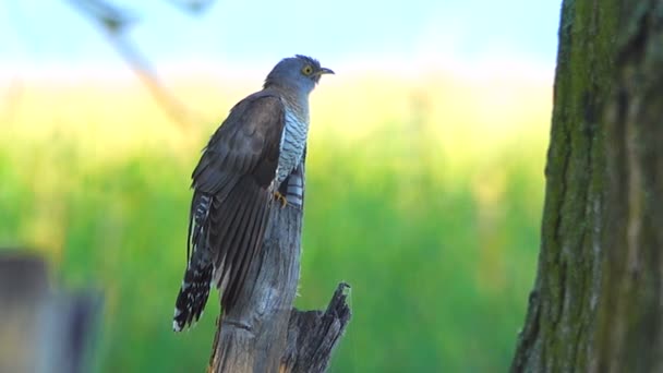 Cuckoo Comum Cuculus Canorus Som — Vídeo de Stock