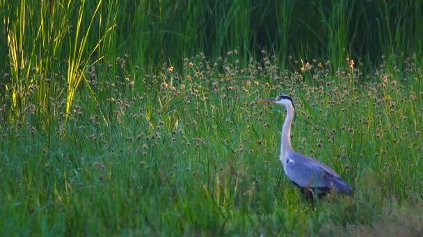 Garza Gris Orilla Del Río — Vídeo de stock