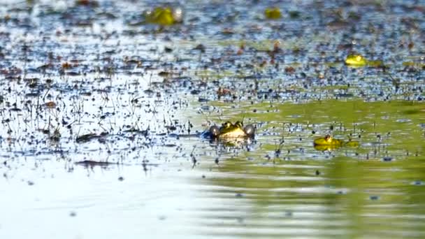 Grenouilles Chantant Dans Rivière Son — Video