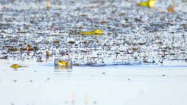 Grenouilles Chantant Dans Rivière Son — Video