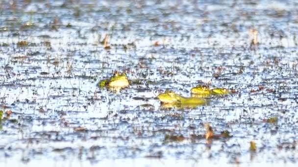 Grenouilles Chantant Dans Rivière Son — Video