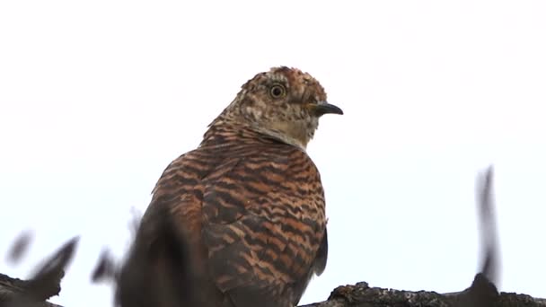 Der Gewöhnliche Kuckuck Cuculus Canorus Dreht Seinen Kopf Auf Einen — Stockvideo