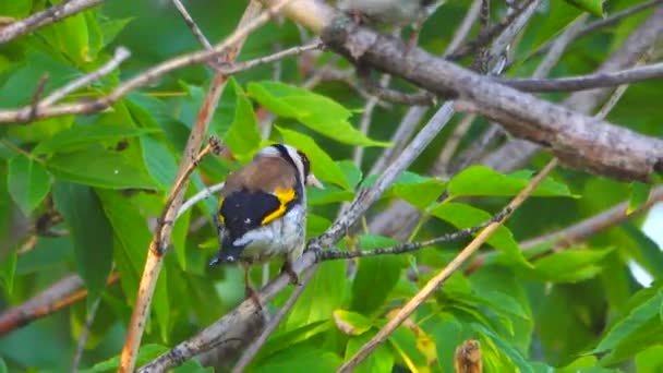 European Goldfinch Jumps Tree Branch Forest Sound — Stock Video