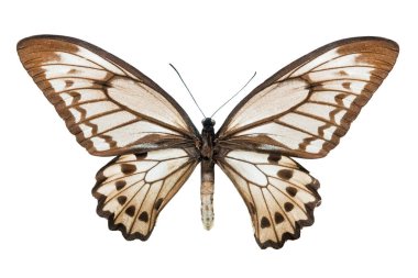 kelebek beyaz arka plan üzerinde izole Ornithoptera karun lydius f