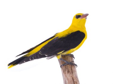 Meraklı Avrasya beyaz bir arka plan üzerinde izole sarıasma (Oriolus oriolus)