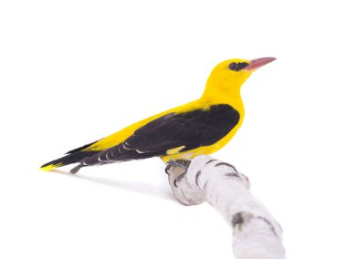 Meraklı Avrasya beyaz bir arka plan üzerinde izole sarıasma (Oriolus oriolus)