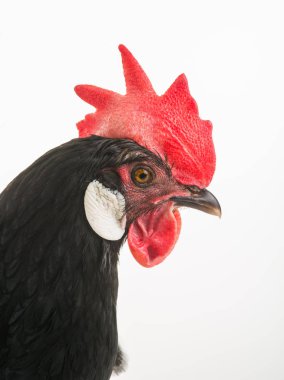 beyaz bir arka plan üzerinde siyah poltrait tavuk