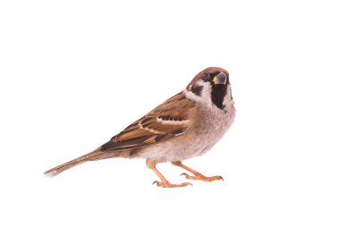 Beyaz arka plan üzerinde izole serçe