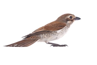 Beyaz bir arka planda studio çekimde izole Kızıl kuyruklu örümcek kuşu (Lanius isabellinus)