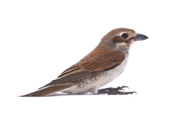 Beyaz bir arka planda studio çekimde izole Kızıl kuyruklu örümcek kuşu (Lanius isabellinus)