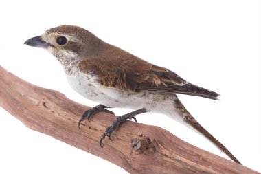 Beyaz bir arka planda studio çekimde izole Kızıl kuyruklu örümcek kuşu (Lanius isabellinus)