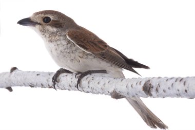 Beyaz bir arka planda studio çekimde izole Kızıl kuyruklu örümcek kuşu (Lanius isabellinus)