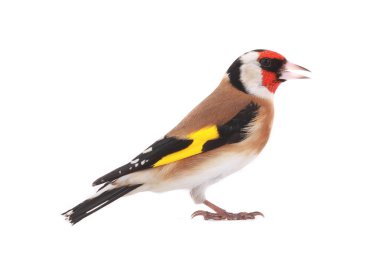 goldfinch isolated on a white background clipart