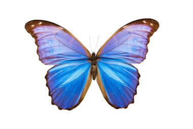 Beyaz arka plan üzerinde izole kelebek biçim nestira
