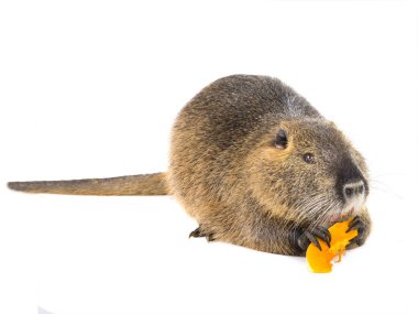 Kabak coypu (Myocastor adatavşanları) aka beyaz bir arka plan üzerinde nehir fare ya da eğitimin memeli hayvan izole yiyor