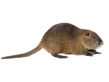 Coypu (Myocastor adatavşanları) aka nehir fare ya da eğitimin memeli hayvan beyaz bir arka plan üzerinde izole.