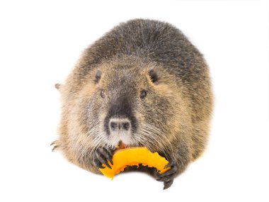 Kabak coypu (Myocastor adatavşanları) aka beyaz bir arka plan üzerinde nehir fare ya da eğitimin memeli hayvan izole yiyor