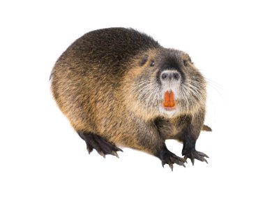 Coypu (Myocastor adatavşanları) aka nehir fare ya da eğitimin memeli hayvan beyaz bir arka plan üzerinde izole.