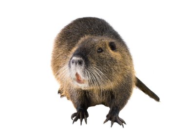Coypu (Myocastor adatavşanları) aka nehir fare ya da eğitimin memeli hayvan beyaz bir arka plan üzerinde izole.