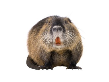 Coypu (Myocastor adatavşanları) aka nehir fare ya da eğitimin memeli hayvan beyaz bir arka plan üzerinde izole.