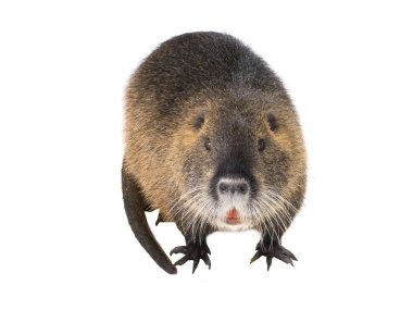 Coypu (Myocastor adatavşanları) aka nehir fare ya da eğitimin memeli hayvan beyaz bir arka plan üzerinde izole.