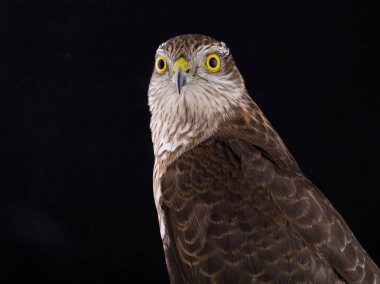 siyah bir arka plan üzerinde izole Şahin