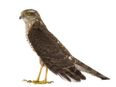 Beyaz bir arka plan üzerinde izole Şahin