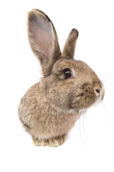 Kaninchen Isoliert Auf Weißem Hintergrund — Stockfoto