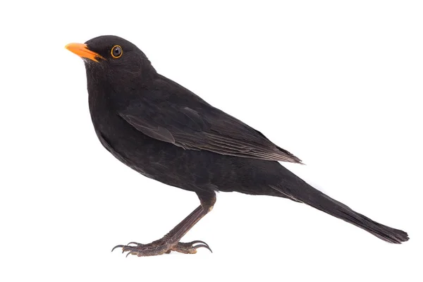 Blackbird Turdus Kos Izolované Bílém Pozadí — Stock fotografie