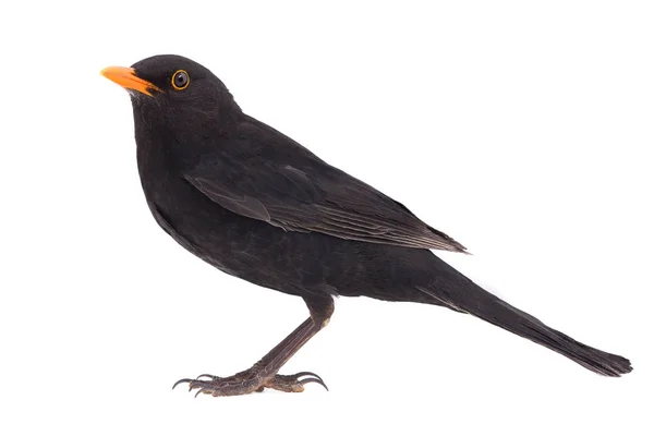 Merle Noir Turdus Merula Isolé Sur Fond Blanc — Photo