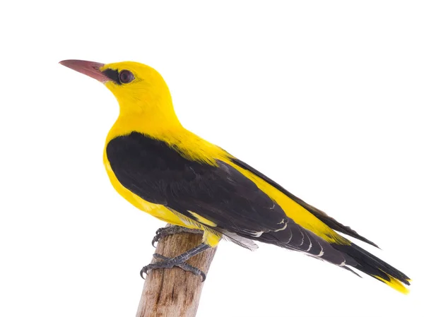 Curious Eurasian Golden Oriole Oriolus Oriolus Isolated White Background — Stock Photo, Image