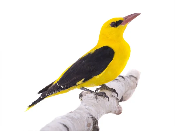 Curious Eurasian Golden Oriole Oriolus Oriolus Isolated White Background — Stock Photo, Image